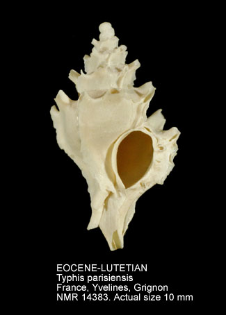 EOCENE-LUTETIAN Typhis parisiensis.jpg - EOCENE-LUTETIANTyphis parisiensisd'Orbigny,1850